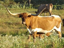 SHARITA EOT 330
