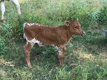 Sharita EOT 330 Bull Calf